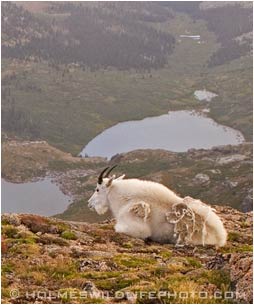 mountain goat photo
